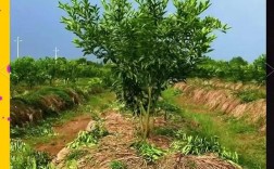 大棚柑橘种植技术视频，如何高效管理？