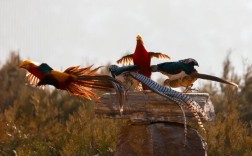 红腹锦鸡养殖技术视频有哪些要点？