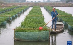 黄鳝天然池塘养殖技术要点有哪些？
