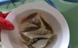 珍珠石斑鱼孵化技术关键点是什么？