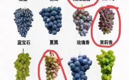 有没有味可葡萄品种？