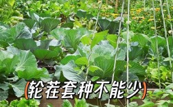 蔬菜间作套种视频，如何高效种植？