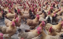 广西适合养什么鸡品种？