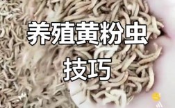 黄粉虫养殖技术要点有哪些？