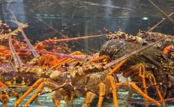 澳大利亚当地龙虾价格多少？