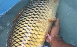 江苏养殖的鲤鱼品种有哪些？