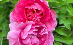 哪些牡丹名贵品种最值得观赏？