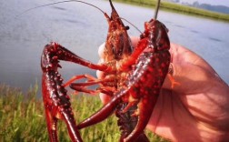 红鳌鳌虾养殖技术视频怎么学？