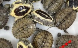 2025年南石龟苗价格会涨还是跌？