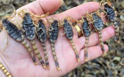 2025年洛阳蝎子价格会涨还是跌？