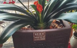 一盆多栽君子兰，品种如何区分养护？