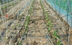 早春大棚豇豆如何高效种植？