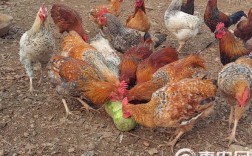 果树地养土鸡，视频技术要点有哪些？