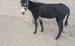 山区养驴，哪个品种最合适？