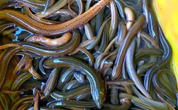 野生鳝鱼怎么养？技术视频看这里！