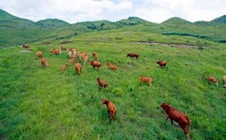 贵州有哪些优质牛品种？