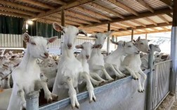 奶山羊科学饲养新技术有哪些要点？