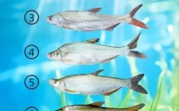 翘嘴红鲌究竟分几个品种？