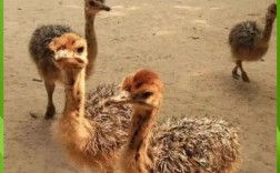 鸵鸟养殖赚钱吗？技术门槛有多高？