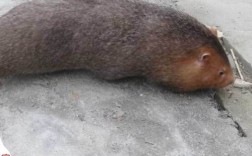 竹鼠江西价格多少一斤