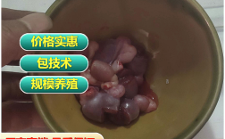 广西竹鼠种苗30对价格多少？