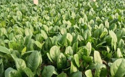 大棚菠菜种植技术视频，新手必看要点有哪些？