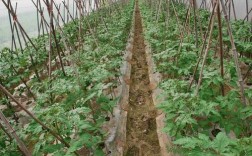 西红柿管理技术有哪些关键要点？