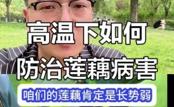 莲藕生病了，咋办？防治技术有哪些？