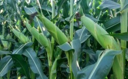 农村早种什么品种最值钱？