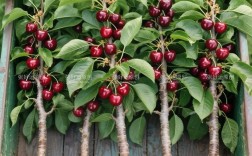 樱桃树苗哪个品种最优？