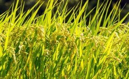 2025高产水稻品种有哪些突破？