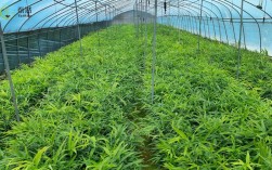 林下黄精种植技术视频怎么学？