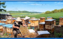 养蜂技术视频大全，如何系统高效学习？