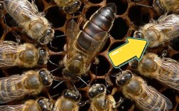 蜂王养殖技术pdf下载