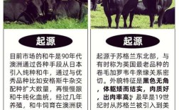 哪种牛养殖周期最短？