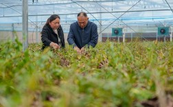 山东野菜种植技术培训有何要点？