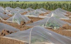 小拱棚加地膜西瓜技术如何提质增效？