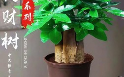 哪种发财树最好养又旺财？