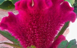 鸡冠花品种有哪些？图片大全能看全吗？