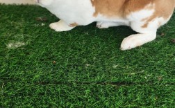 獭兔2025年价格会涨还是跌？