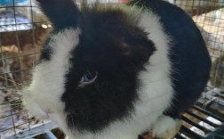 2025郑州兔子价格多少钱一只？