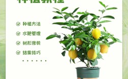 室内柠檬咋种好？管理有啥技巧？