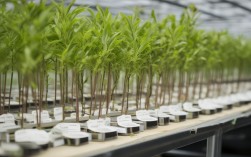 樱花树苗栽培技术，樱花树苗栽培技术和时间