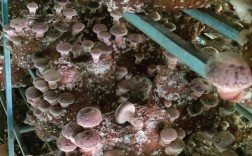 香菇蘑菇种植技术视频，关键步骤有哪些？