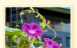 喇叭花有哪些常见品种？