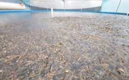 大棚养殖泥鳅，关键技术有哪些？