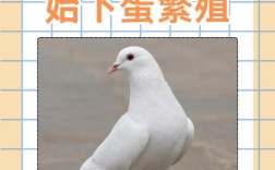 什么品种鸽子下蛋多？