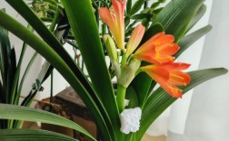 油桥君子兰价格多少？