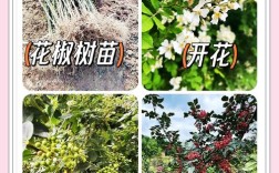花椒育苗种植技术有哪些关键步骤？