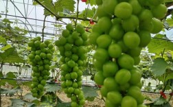 2025葡萄种植技术